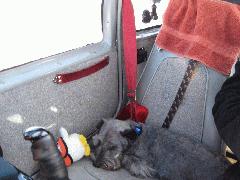 Finally got enough heat that he didn't need the towel anymore and fell asleep IMG_1460.JPG